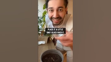 How to Grow an Orange Tree from Seed | creative explained