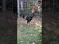 #Shorts #RoosterCrow #roostersound #chicken