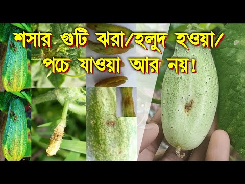 ভিডিও: কেন শসা মরে না