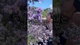 보랏빛 라벤더부터 감성 골목까지🌊｜동해 1분 여행