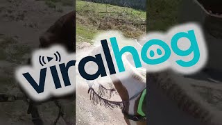 School Pickup on Horseback || ViralHog