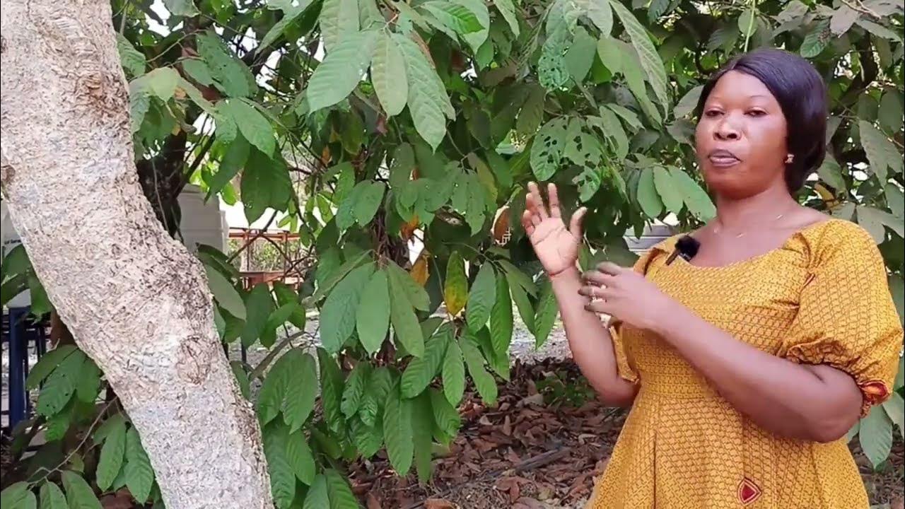 Cocoa Bio Fertilizer Part 1 YouTube
