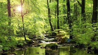 Peaceful stream and marvelous forest, birdsong, zen, nature sounds, relaxation, streams