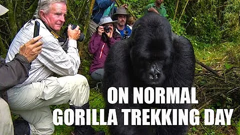 Gorilla Trekking: (Visiting Volcanoes National Park)- Ultimate guide for gorilla trekking #gorillas thumbnail