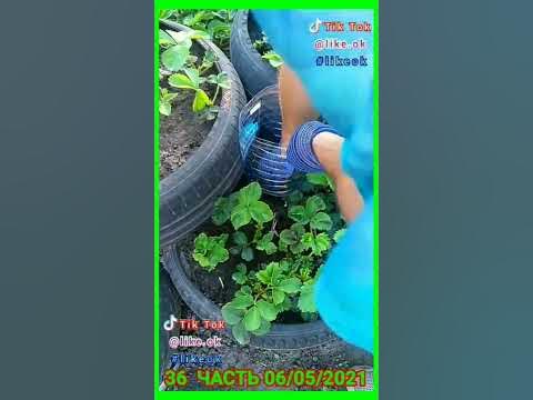 КАПЕЛЬНЫЙ ПОЛИВ ИЗ ПЛАСТИКОВОЙ БУТЫЛКИ - YouTube