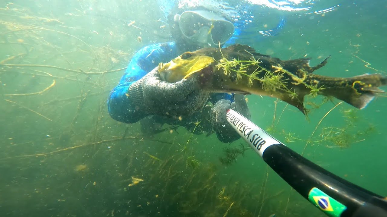 caça subaquático ambiente aquático muito top teve captura tucunaré 🐠 ...