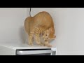 ゲラな飼い主の笑い声集（猫爆笑シーン）