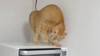 ゲラな飼い主の笑い声集猫爆笑シーン