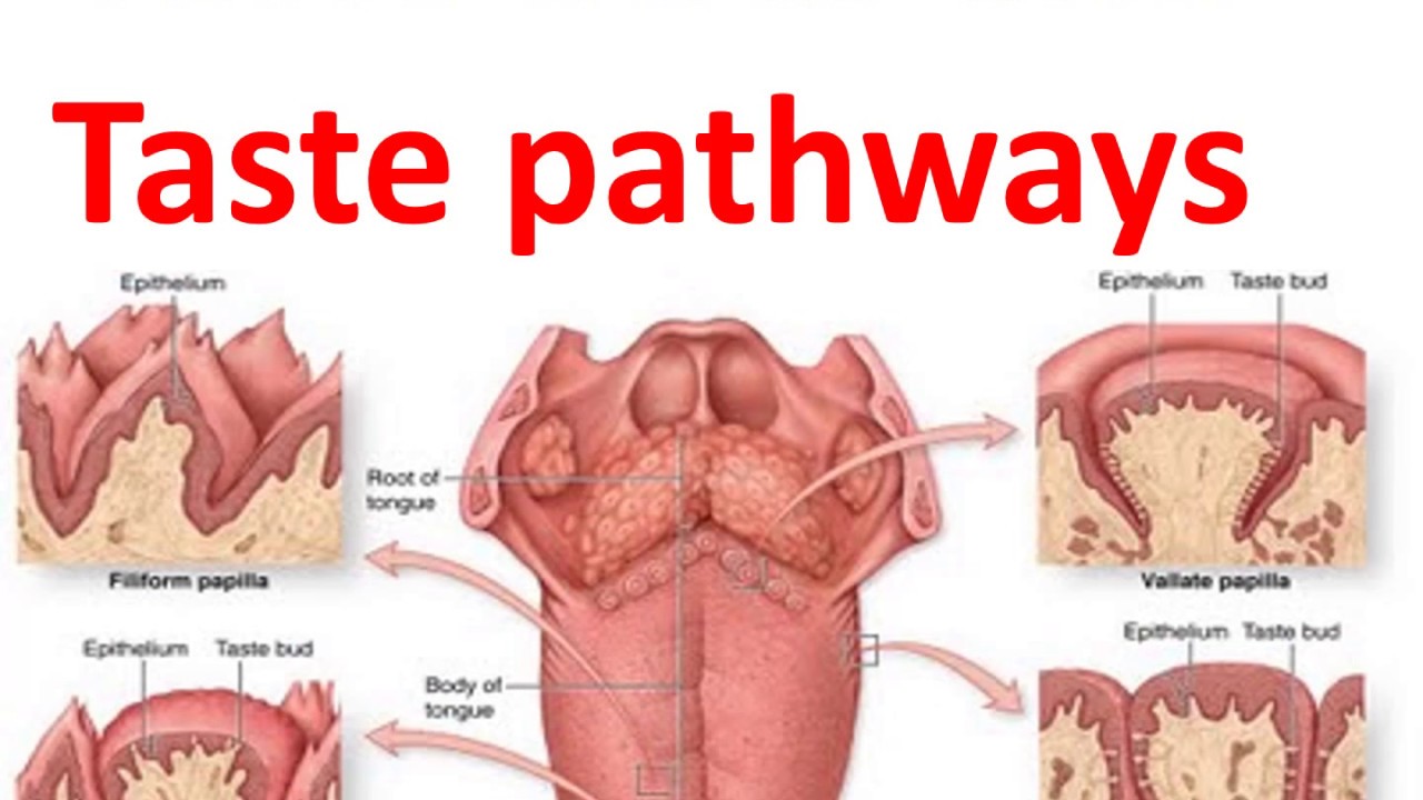 Taste Buds And Taste Pathway Oral Pathology Idental Guide I Dr Bimal 