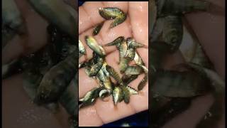 Tilapia seed#fish #fishing #machli #caching #fisherman #seed