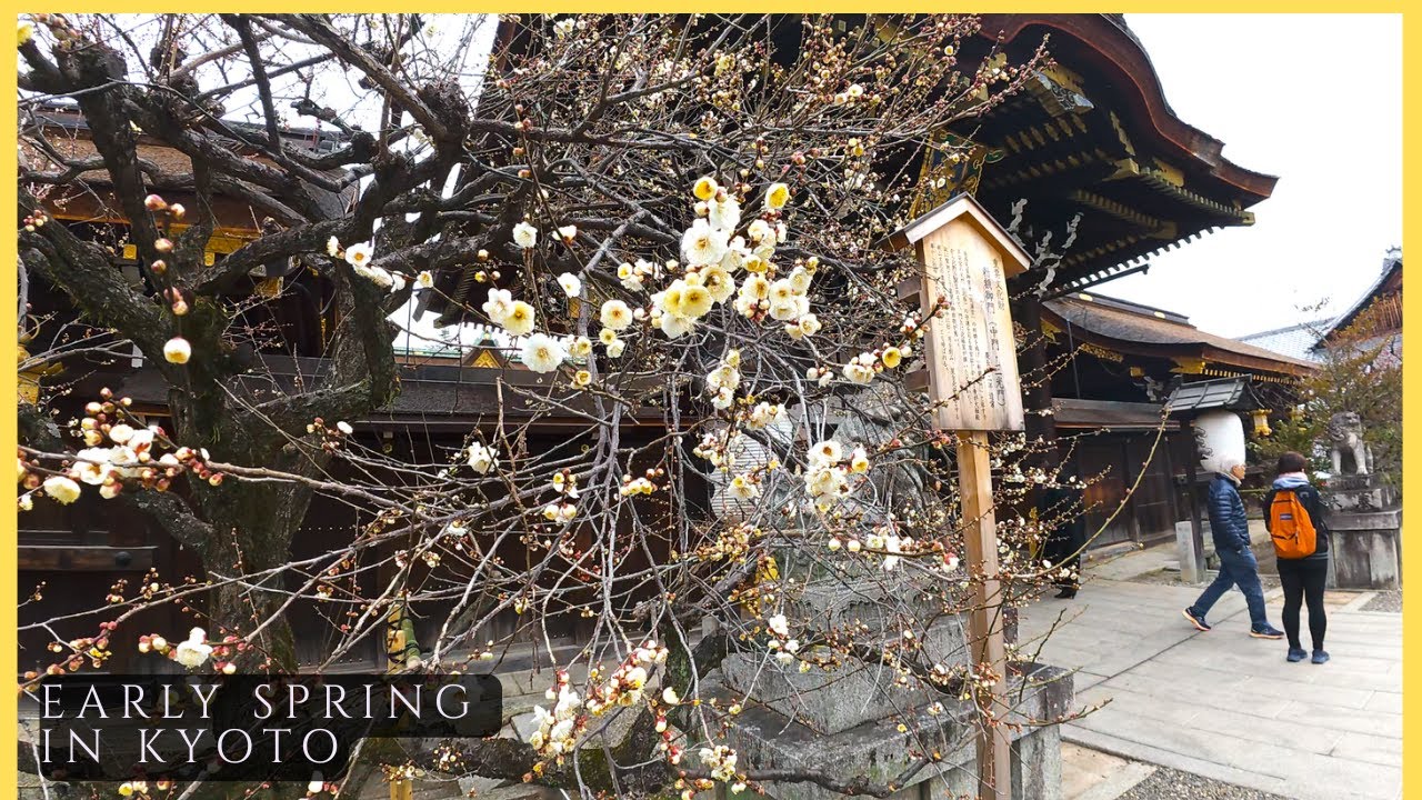 Walking in Kyoto's Oldest Geisha District | Kitano Tenmangu to Kamishichiken 4K POV