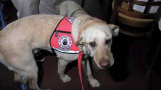How hearing dog works