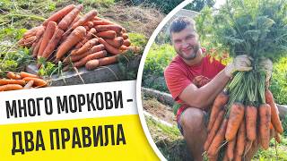 видео: МНОГО МОРКОВИ - ЛЕГКО И ПРОСТО! ДВА ГЛАВНЫХ ПРАВИЛА ХОРОШЕГО УРОЖАЯ МОРКОВИ! картинка: МНОГО МОРКОВИ - ЛЕГКО И ПРОСТО! ДВА ГЛАВНЫХ ПРАВИЛА ХОРОШЕГО УРОЖАЯ МОРКОВИ!