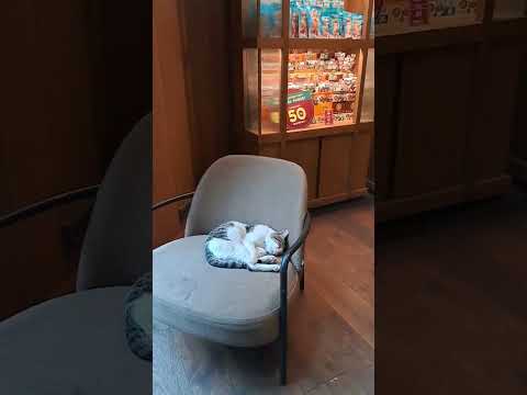 Sweets 😋 cat.is sleeping in the coffee shop 😴 😀