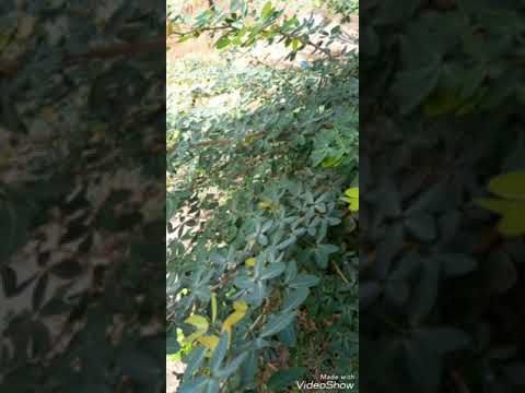 Mchongoma Na Maajabu Yake 255653868559