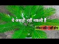 How to make a small plam tree make a datese tree khajoor ka ped banane ka tarika