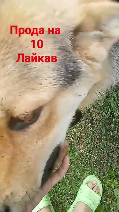 сабака - YouTube