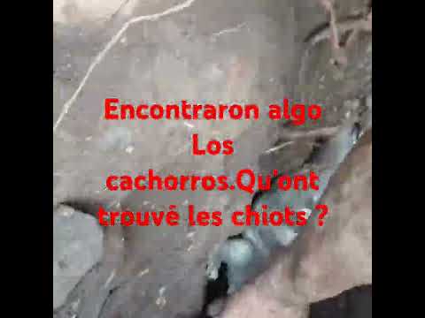 Bruno Gira Nature Working Qué Será