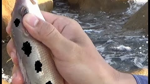 CÂU CÁ BIỂN, Câu cá đảo Hòn Sơn giải trí ai ngờ vào ngay đàn cá quá đẹp| RA ĐỒNG