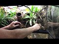 How to create a Bioactive Paludarium terrarium featuring SuperGrow as new way to landscape.