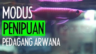 Tips Memilih Arwana Cara Penipuan Pedagang Arwana