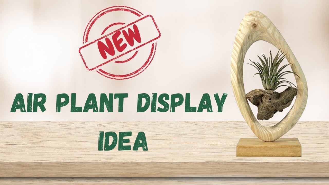 New Air Plant Display Idea