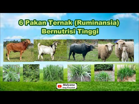 Video: Bolehkah anda makan rauwolfia?