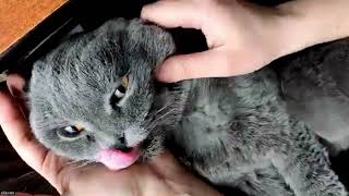 картинка: Робимо пензлик 