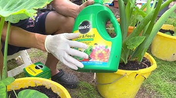 #167. Cách chăm và phân biệt giữa cây dọc mùng & cây dọc khoai bằng chậu di động không đục lỗ.