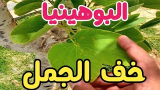 شجرة خف الجمل//البوهينيا // BAUHINIA