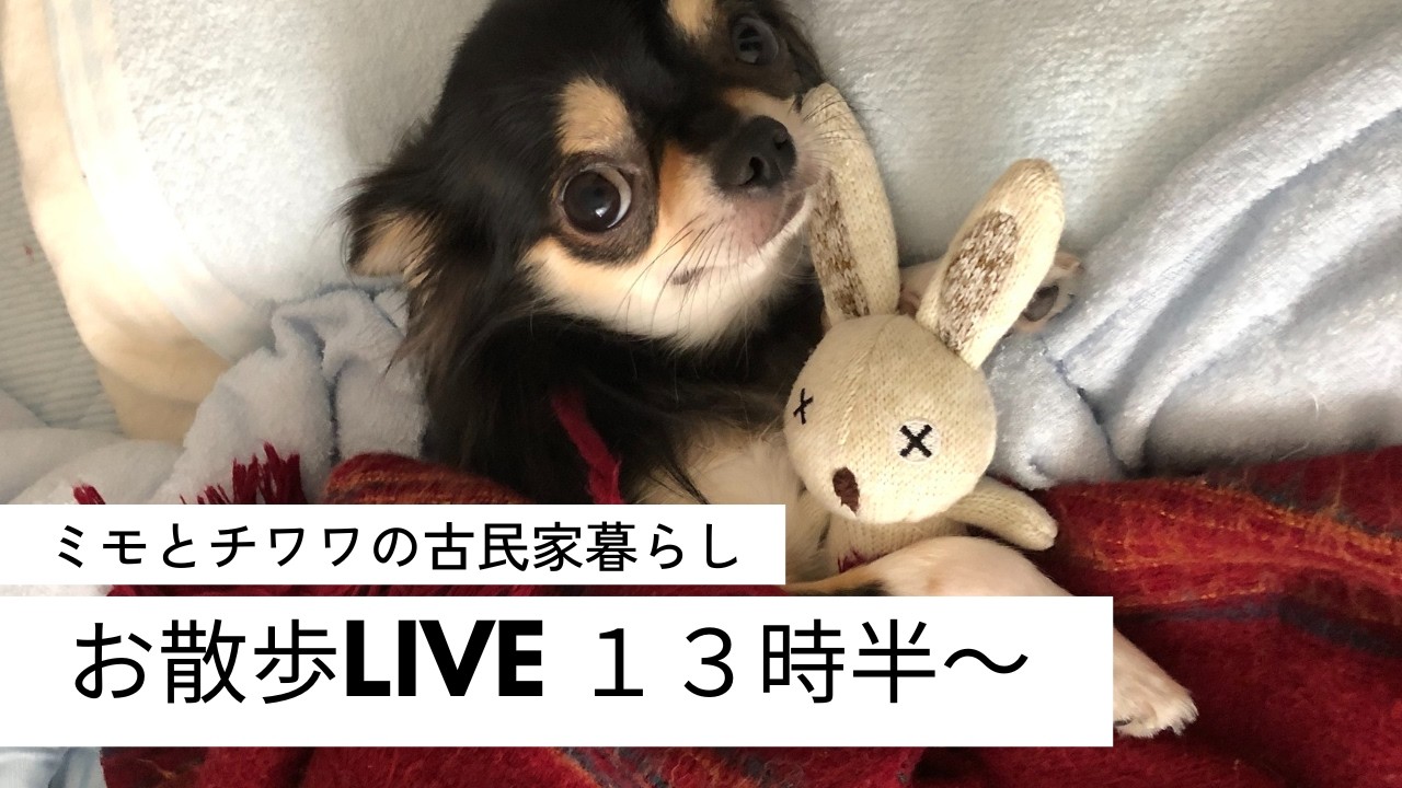 8歳チワワ【#39 モイ君お散歩チャレンジLIVE】13:30〜（1時間）はじまるよ〜🐕️