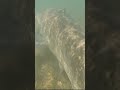 First ever MONSTER catfish filmed under water🎥!! Fishing for big catfish | River Catfish fishing🔥