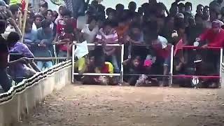 Kerapan Kelinci No 1 Kor Neser Team Zacky Robby Batam Lap Marsanda Galis