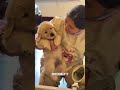Why is this puppy so greedy? Cute pet. Puppy. Dog walker. Dog. Pet. Cute pet.