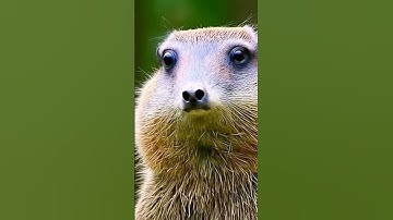 Thumbnail of The Wild Haggis Animal Of Scotland #shorts #wildhaggis #creature #scotland