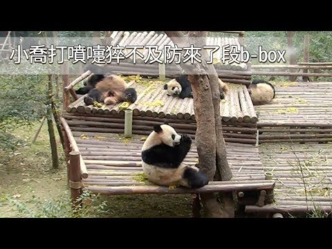 《熊貓早晚安》小喬捂住嘴巴打噴嚏，順便給粉絲來了一段b-box | iPanda