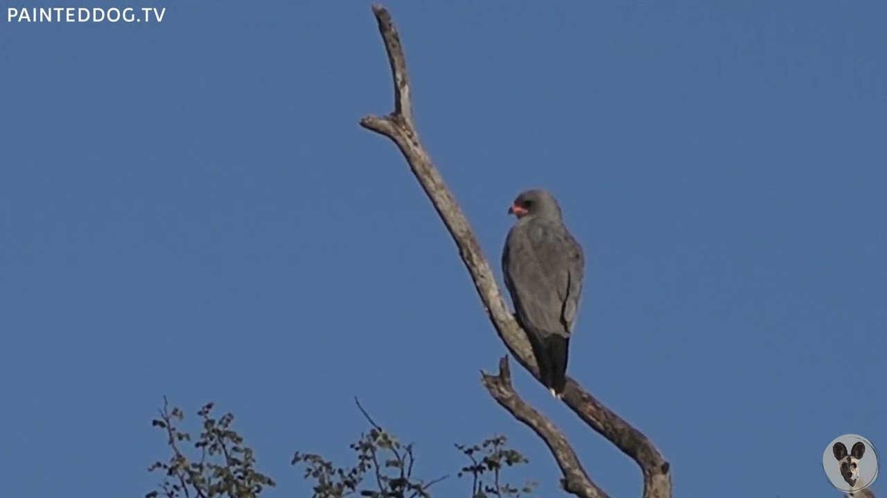 Dark Chanting Goshawk Surveys Its Territory - Private Virtual Safari Highlight