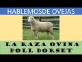 32- LA RAZA POLL DORSET