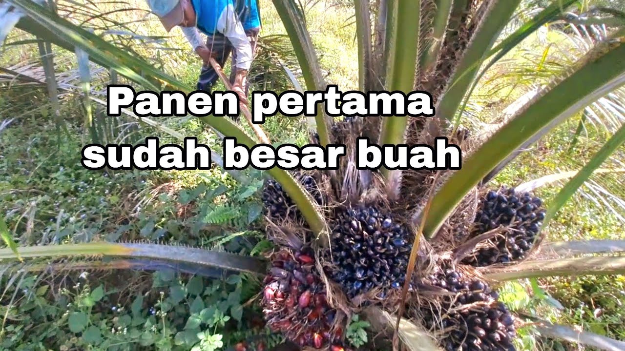 PANEN PERDANA BUAH SAWIT KOK SUDAH BESAR BESAR BIKIN KAGET TAK PERCAYA