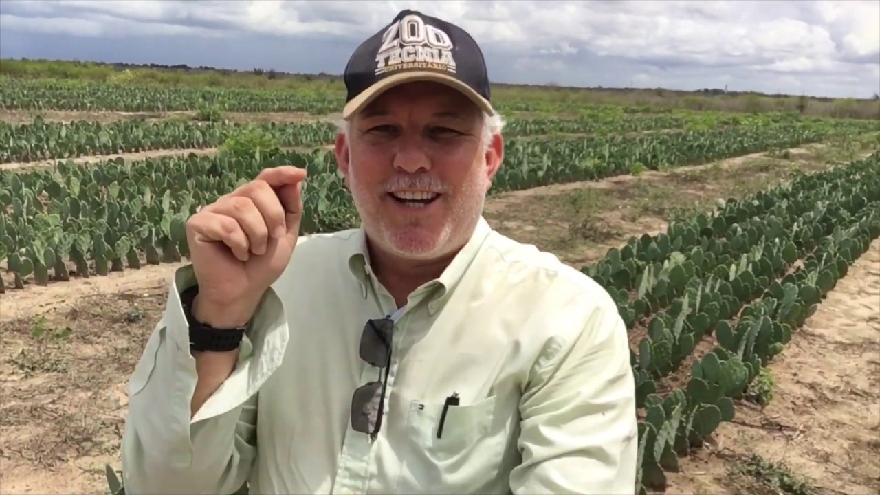 51. Palma Forrageira: resiliência e capacidade de produção - Parte 2