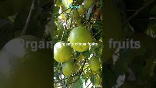 Organic Citrus Fruits Amilo अमल Nibuwa Lemon Types Agriculture Video Ot Video