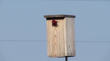 Red-headed Woodpecker Guarding Eggs in Nest Box 2017