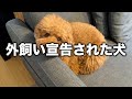 室内犬って聞いてたのに到底室内では扱えなかったトイプードル。