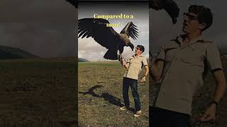 Things That Are Bigger Than You Think! California Condor #shorts