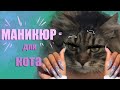 Стальное терпение кота - делаем маникюр. Смешные коты)