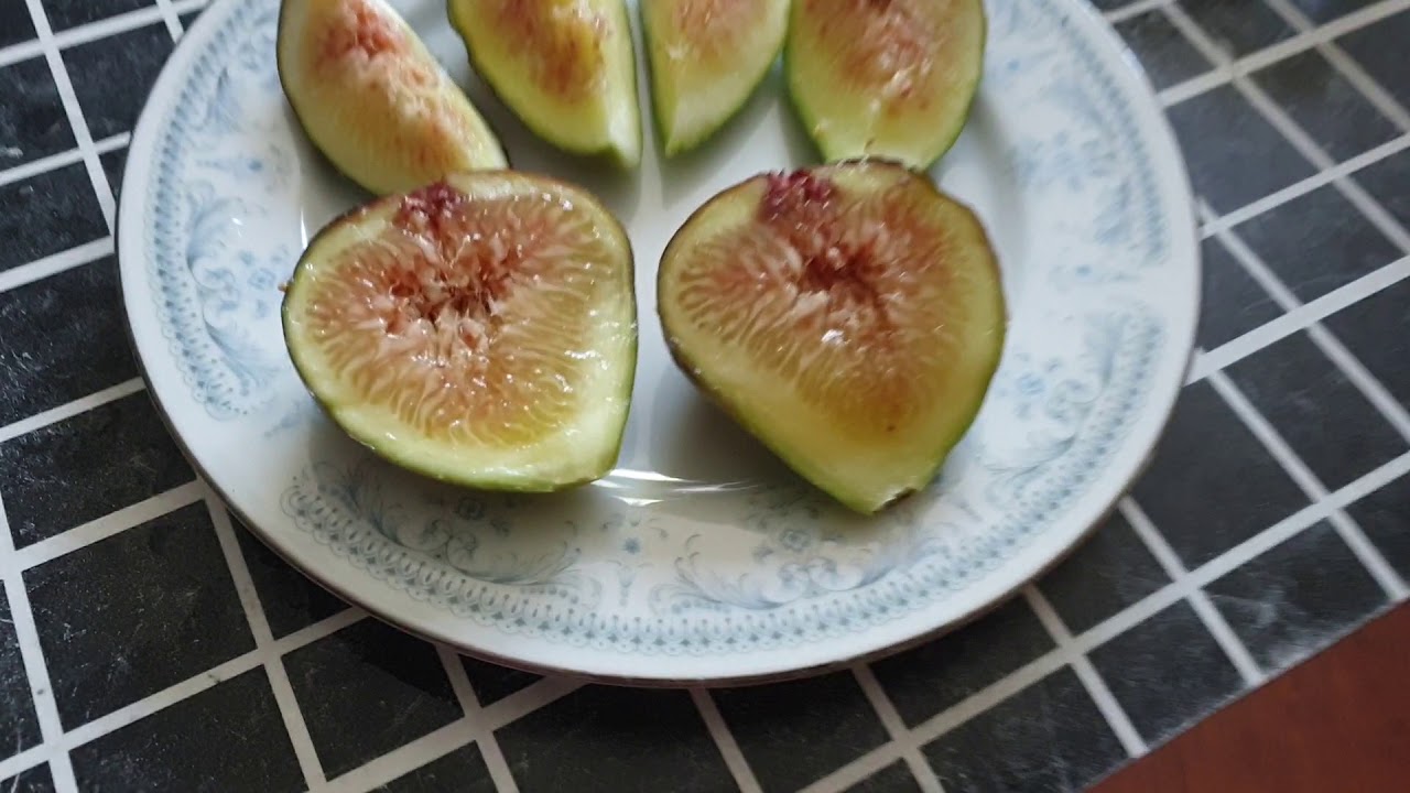 Fig fruit here, some asking what is it inside so this is it. YouTube