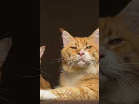 Video: Kočky v pohledu: Maine Coon