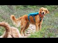 First backpacking trip with dogs  south willow lake utah