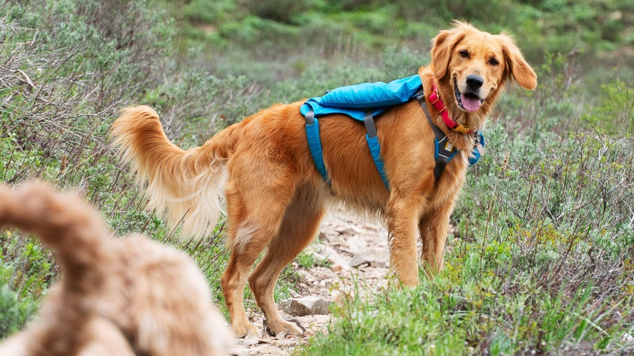 First backpacking trip with dogs | South Willow Lake, Utah - YouTube