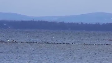 "Genetics", Silent Mutation